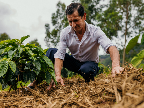 Organic Peru Natural 'El Palto'