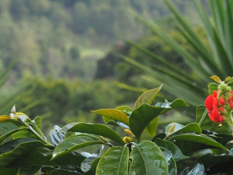 Organic Rwanda Dukunde Kawa Mblima