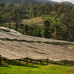 Organic Ethiopia Natural Yirgacheffe