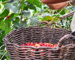 Organic Peru Cajamarca